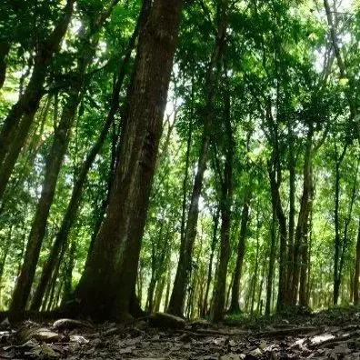 Kebun Raya Megawati, Rakernas PDIP, dan Tantangan Ekologi