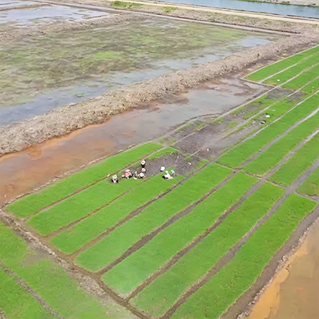 Mencetak Sawah, Mencetak Masa Depan? Antara Ambisi Swasembada Pangan dan Temuan BPK